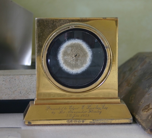 This penicillin specimen in a gilded frame by Wilson & Gill, was presented in 1952 by Alexander Fleming to Edgar E. Lawley