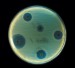 Staphylococcus_aureus_(AB_Test)